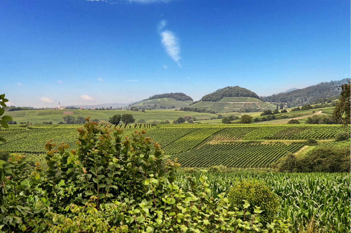 Weinbau Produkte Winzerbedarf | Raiffeisen-Warengenossenschaft  Wolfenweiler-Schallstadt eG